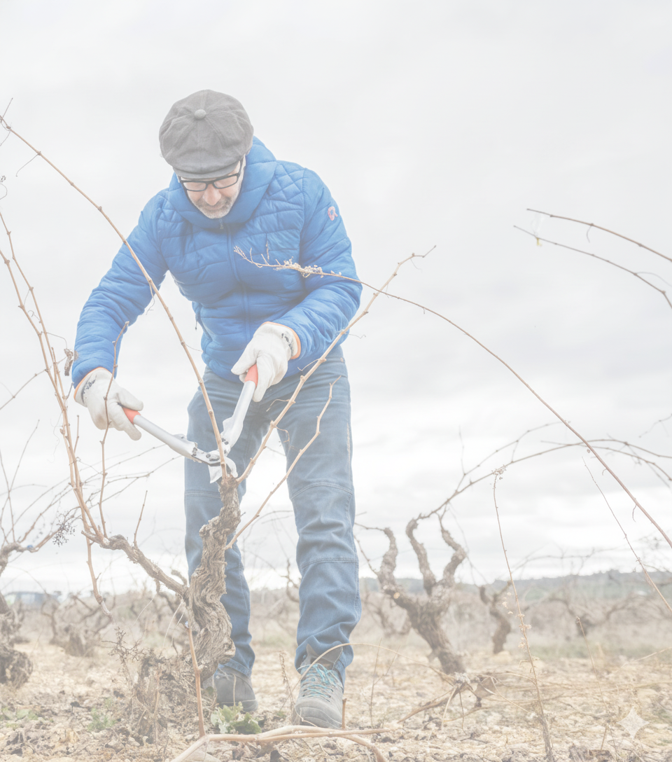 Imagen Cortnado Viñedo